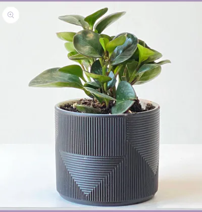 Baby Rubber Plant in Textured Pot – Peperomia Elegance