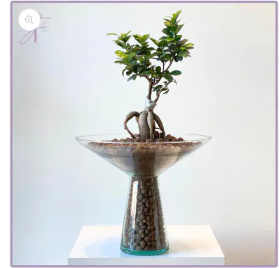 Ficus Microcarpa Hydro Bonsai in Elegant Glass Vase