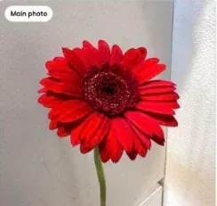 Gerbera - red