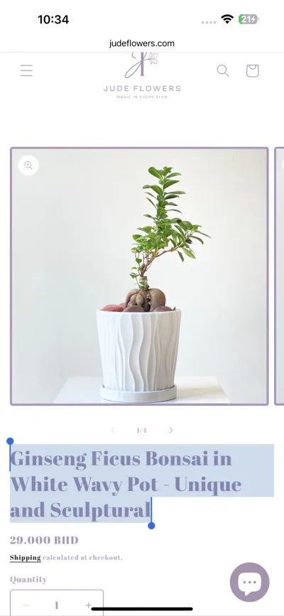 Ginseng Ficus Bonsai in White Wavy Pot - Unique and Sculptural