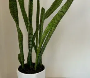 mini sansevieria snake