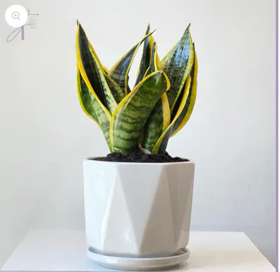 Mini Sansevieria Plant - Stylish & Easy Care